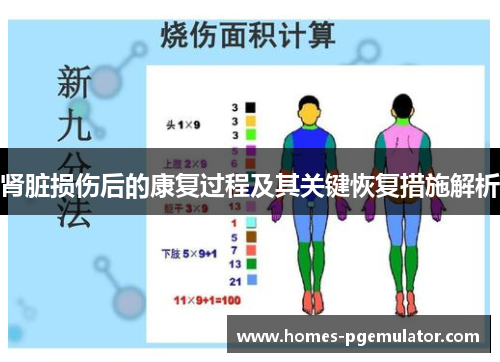 肾脏损伤后的康复过程及其关键恢复措施解析